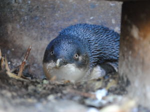 Blue Penguin