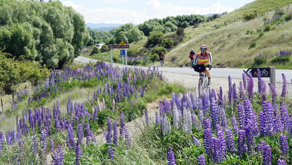 Riding through the lupins in early summer in Mackenzie Country