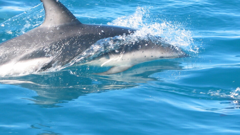 Dolphin Swimming Tour with Dusky Dolphins
