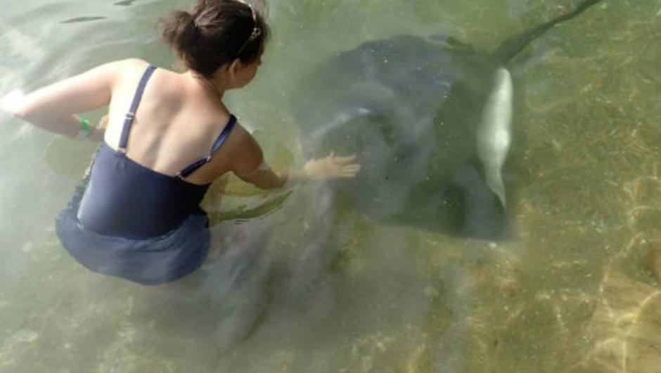 Join a guided tour and feed the Stingrays
