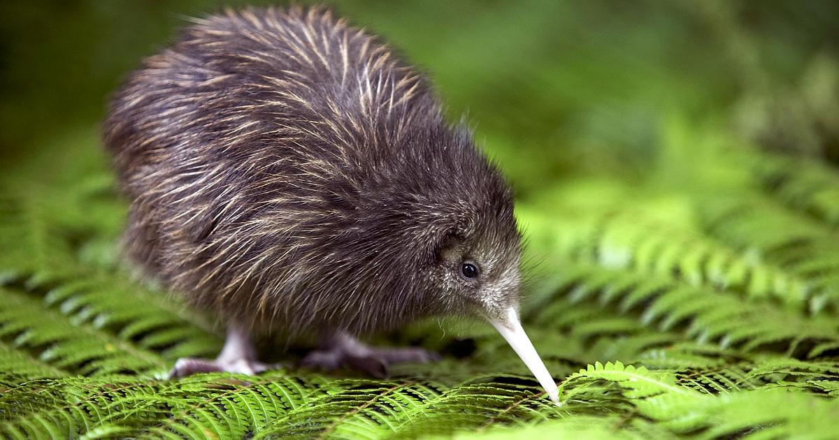 10 best places to see kiwi birds in New Zealand | 100% Pure NZ