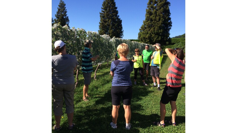 Vineyard tour in Nelson