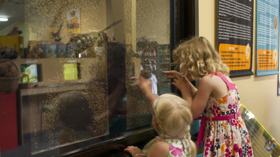Children enjoy looking at the live beehive display at the Huka Honey Hive