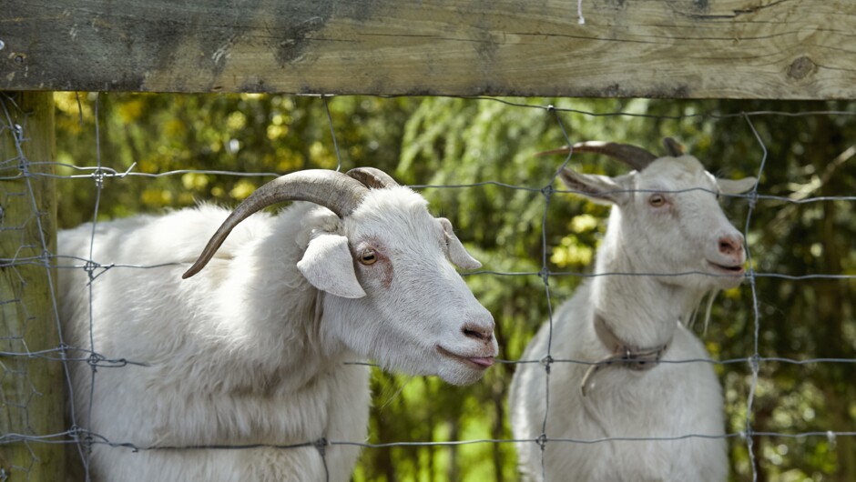 Our Goats