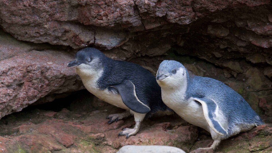 Variants of Little penguins seen at Pōhatu.