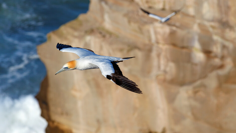 Gannets at Muriwai