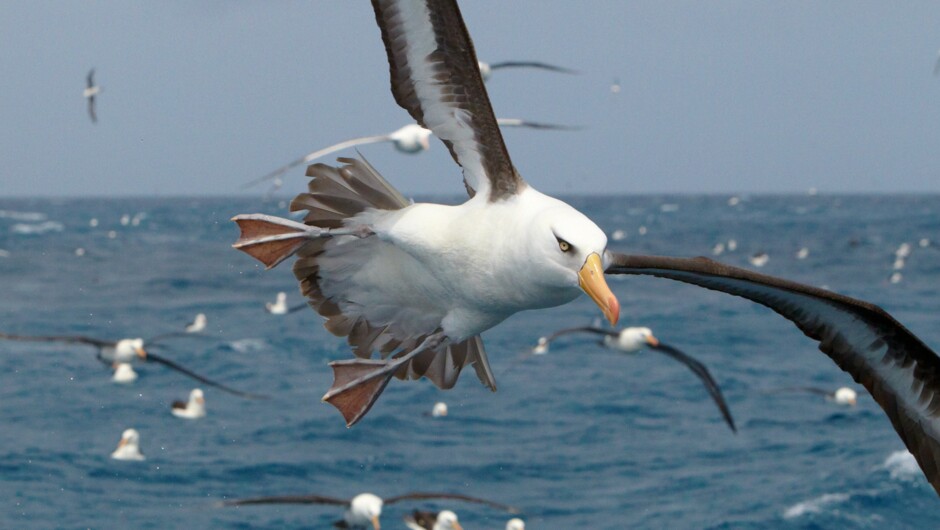 Albatross spotting off the coast