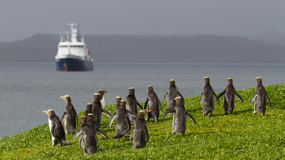 Yellow eyed penguins and the Spirit of Enderby, the Auckland Islands