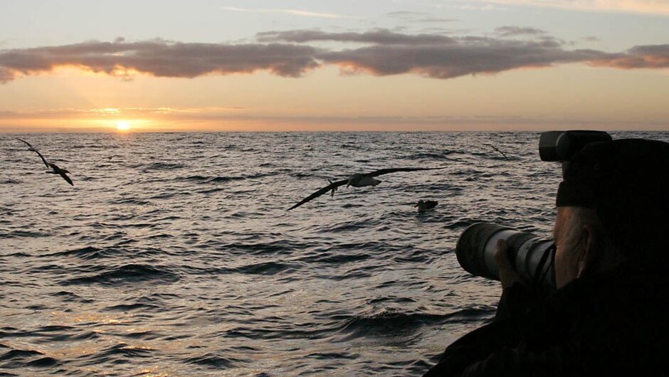 Seabirds at Dawn