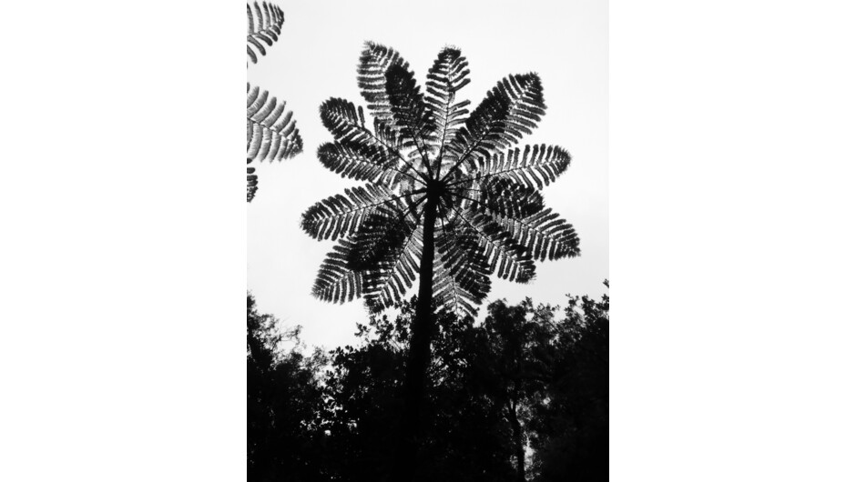 50ft high fern