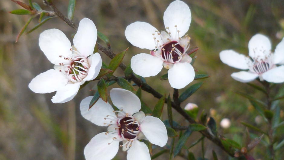 Manuka flowers produce New Zealand's famous, medicinal manuka honey.
