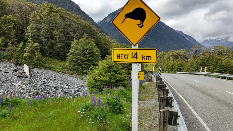 Entdecke die vielseitige Landschaft Neuseelands bei einem Roadtrip!