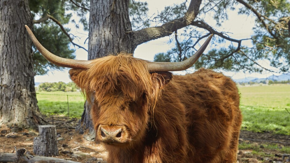 Our Highland Cow