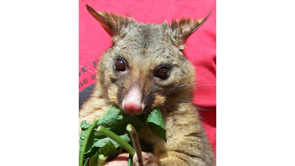 Raisin is our hand reared possum who loves to be hand fed during the daylight hours.