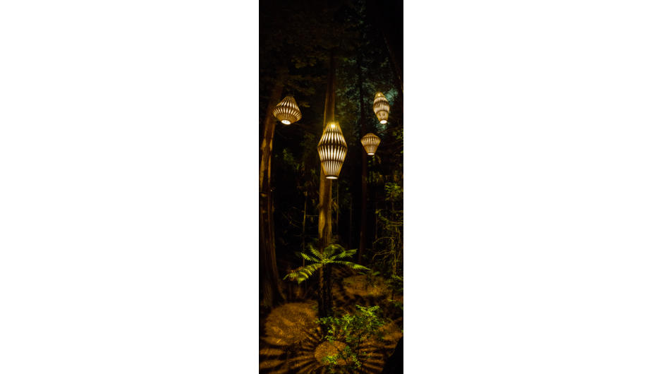 从蕨类植物区的树林步道看到的红杉夜灯的景象