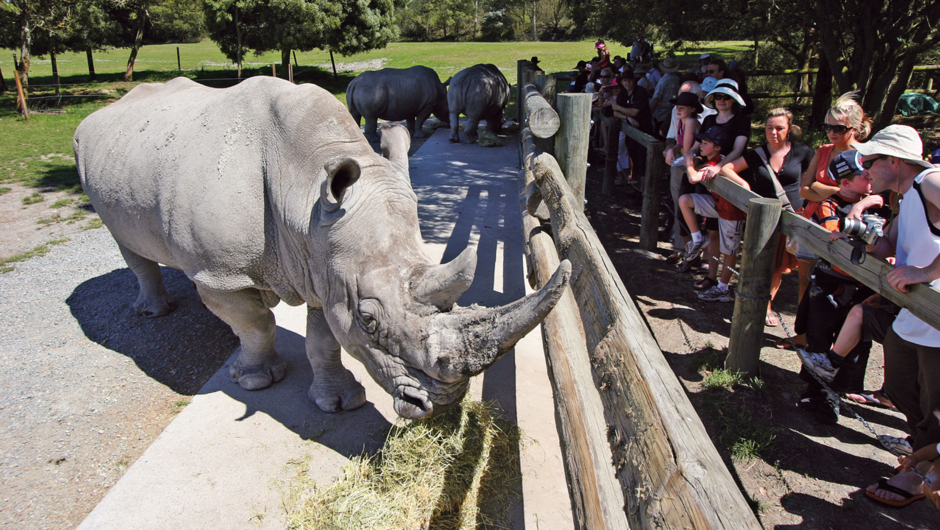 Visit the resident rhino at Orana Wildlife Park