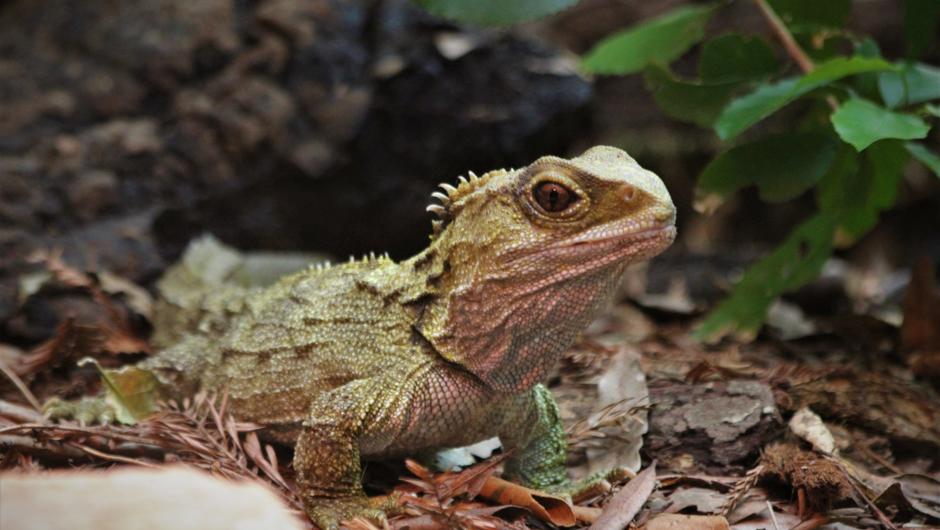 Tuatara: learn about these ancient creatures at the 11:00am daily Reptiles and Forgotten Fauna talk