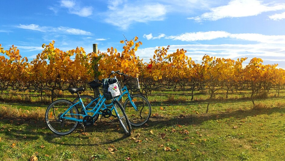 Bikes in Vineyard