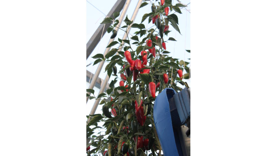 A chilli plant growing in the Greenhouse