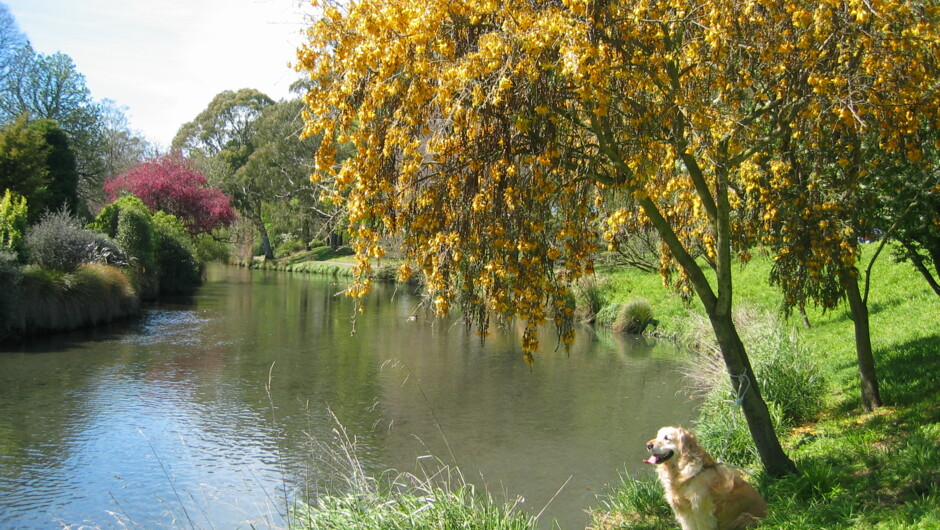 Kowhai Tree by the Avon River in September