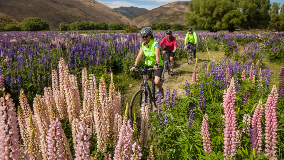 Alps to Ocean Cycle Trail is voted as one of the "Must Do" adventures for 2016 from Frommes.