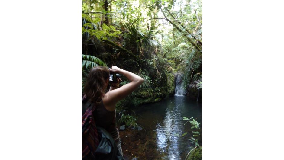 The Nikau Falls - Pupu Rangi Nature Sanctuary