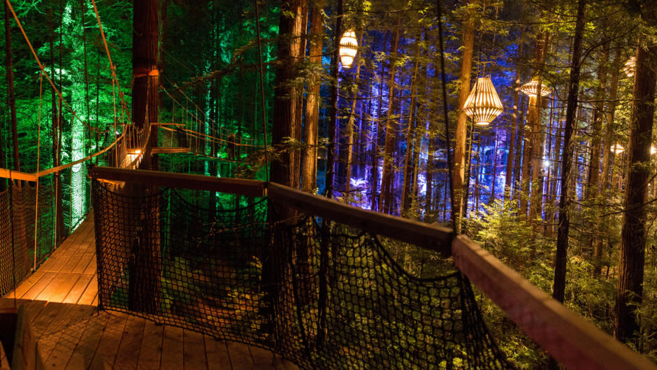 从蕨类植物区的树林步道欣赏红杉夜灯的景象