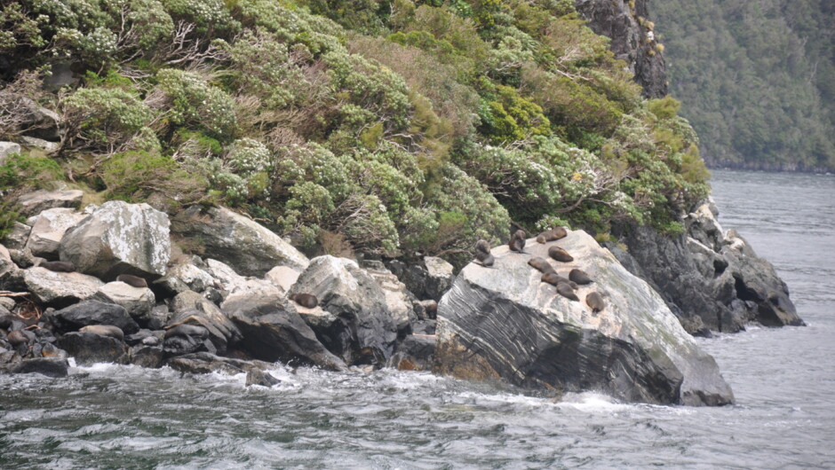 Seals
Milford Sound