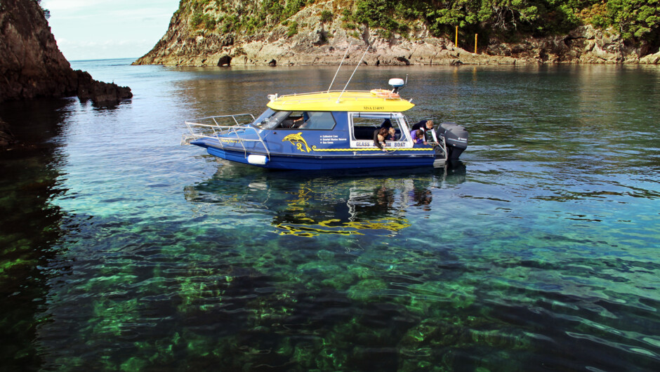カセドラル・コーブ海洋保護区の透明な水、フィティアンガ、コロマンデル、ニュージーランド