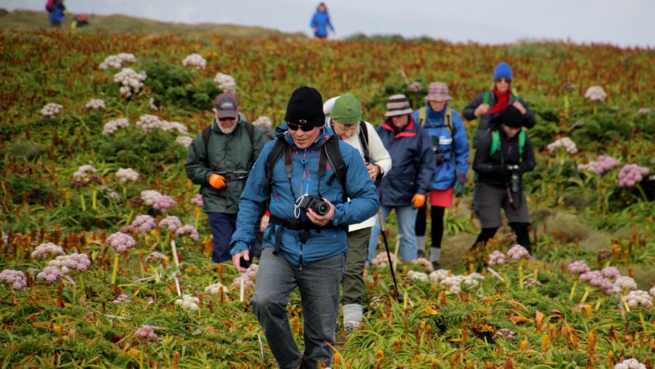 Expeditioners walking through the Megaherbs of the Auckland Islands