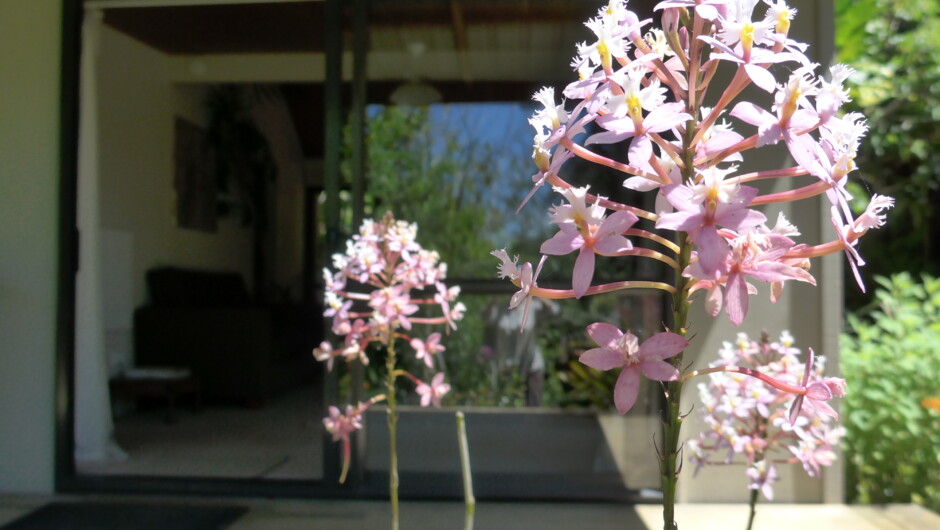 Orchids at Wharepuke Subtropical Gardens