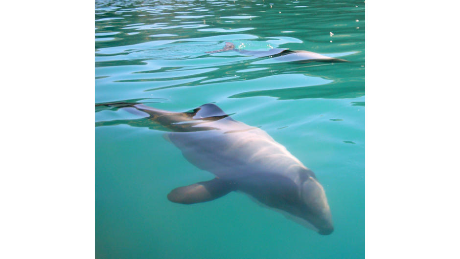 Hector dolphin gently gliding by our kayak