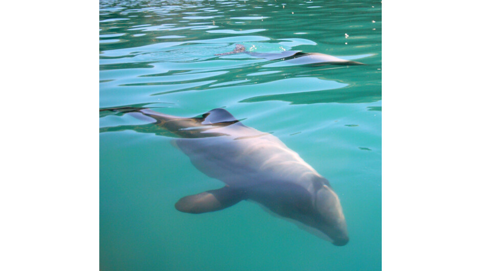 Hector dolphin gently gliding by our kayak