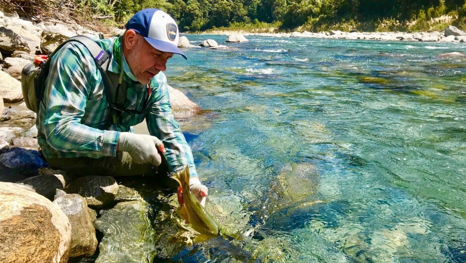 Releasing a stunning New Zealand brown trout