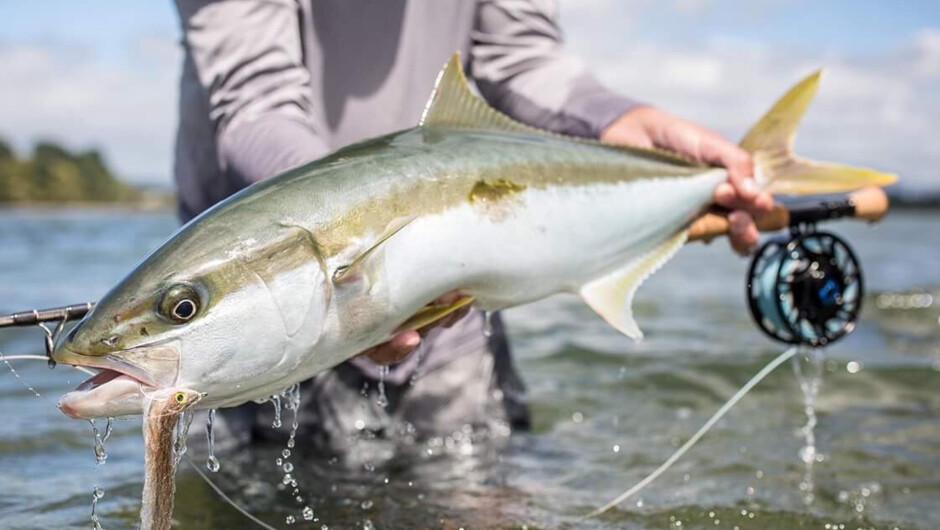 King Tide Salt Fly. New Zealand salt fly kingfish specialist.