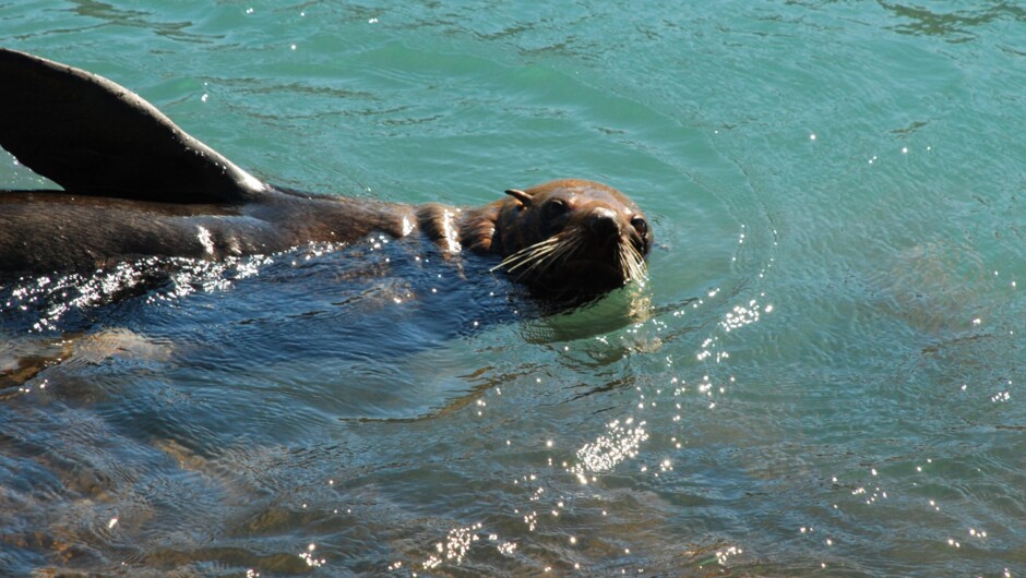 seal swimming