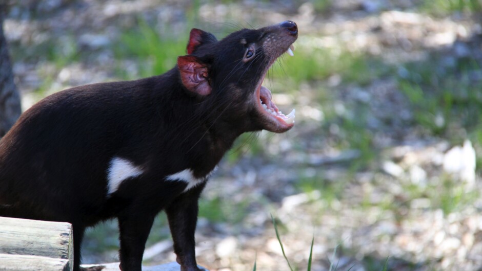 Orana Wildlife Park has New Zealand's largest Tasmanian devil habitat.