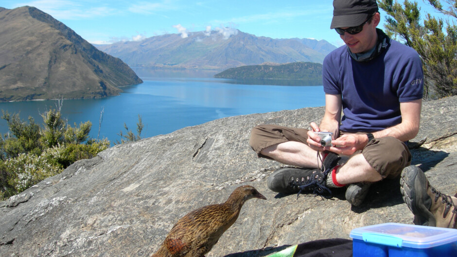 Our "high tea" spot where we meet some of the friendly locals - the flightless Buff Weka - and enjoy the panoramic views of Lake Wanaka and the Southern Alps