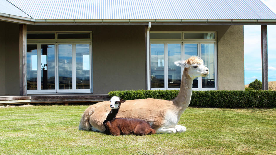 Alpaca with cria in front of house