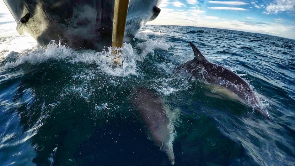 Dolphins swimming on the bow of Bay Explorer