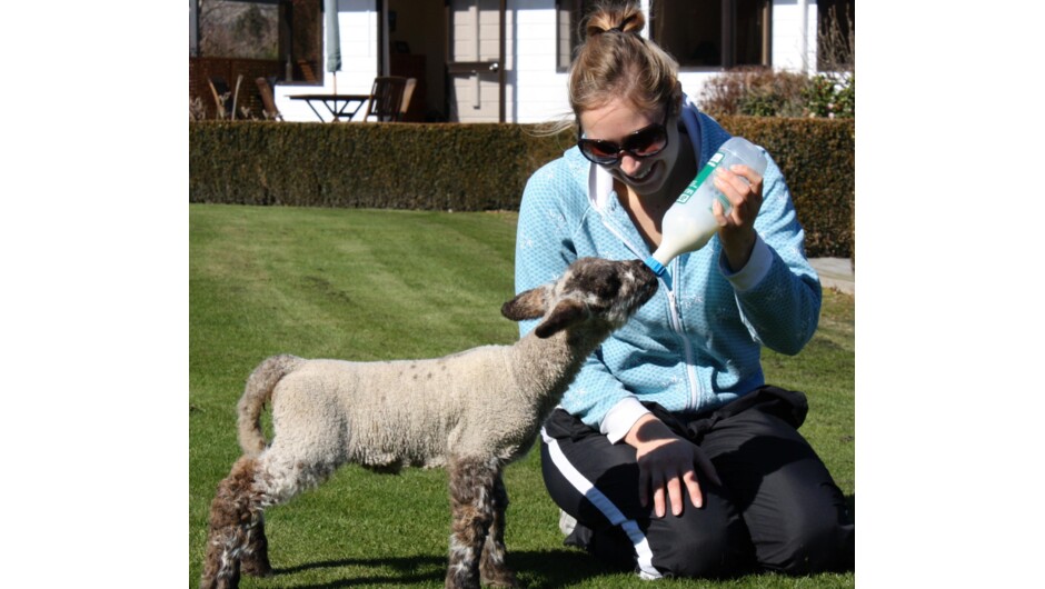 Guests can help with feeding of lambs.