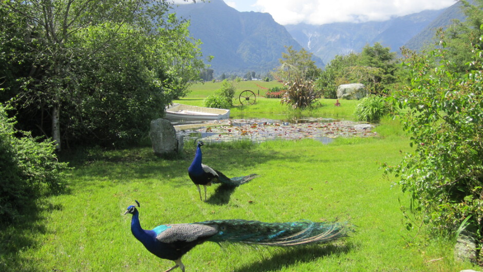 Peacocks roam the grounds