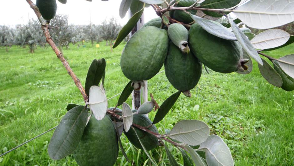 Feijoa fruit hanging on our trees (March-May)