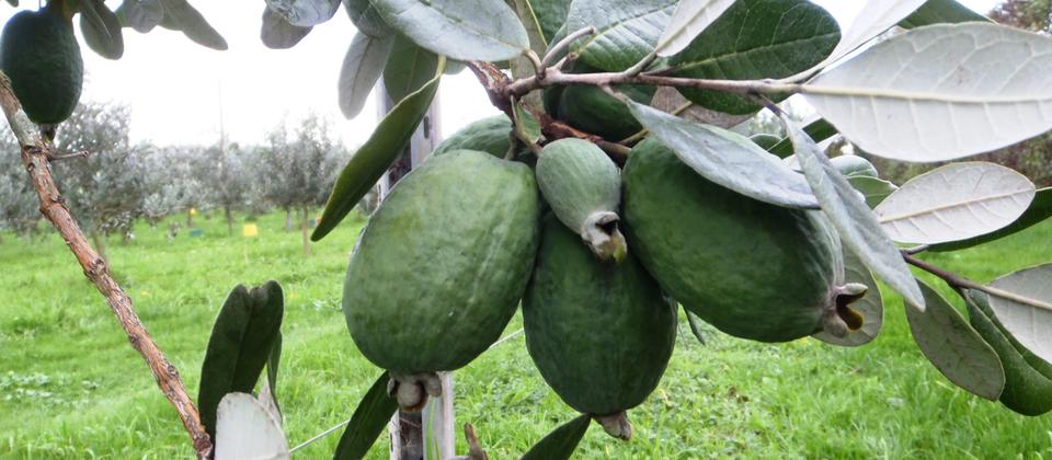 Feijoa fruit hanging on our trees (March-May)