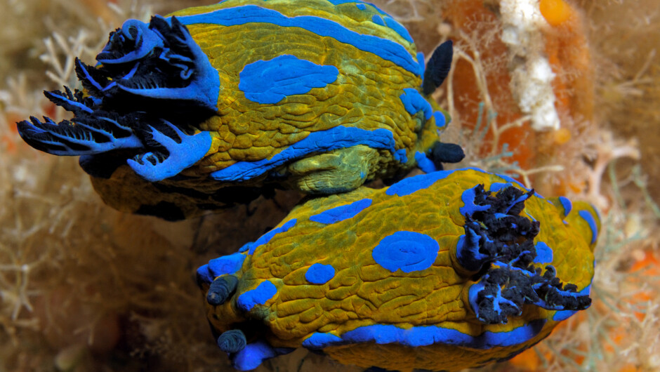 Colourful sea slugs; Tambja verconis