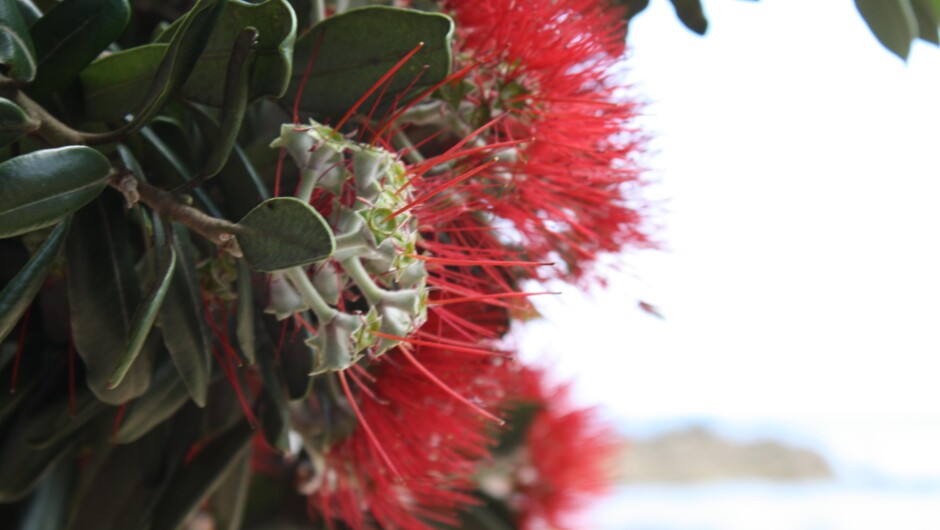 Pohutakawa flower