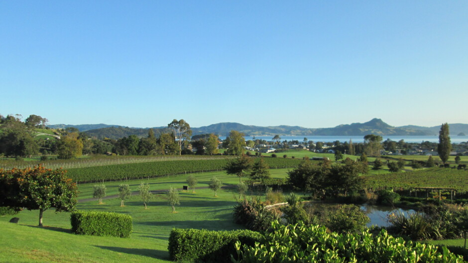 A view across the vineyard to Cooks Beach & Mercury Bay