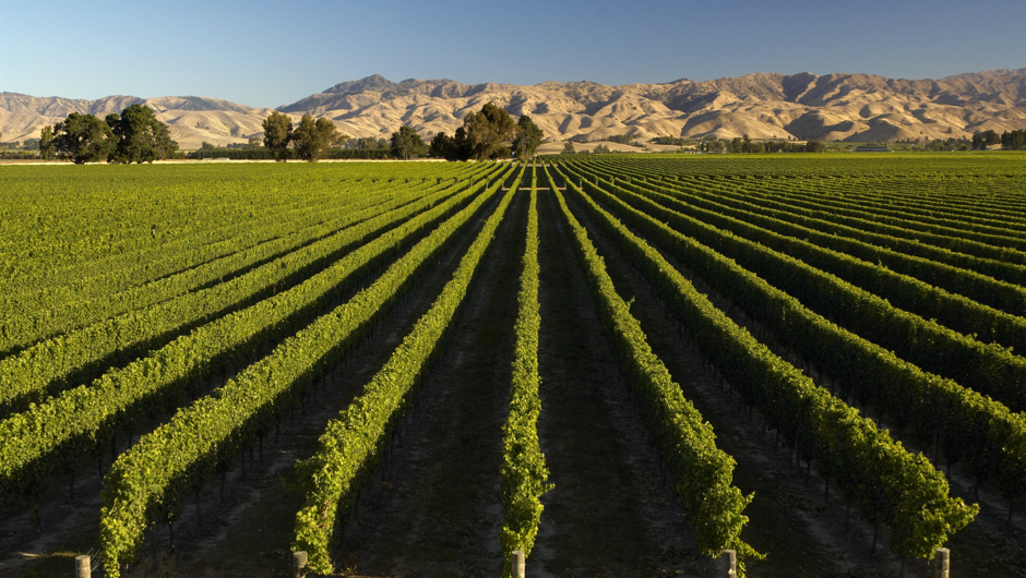 The stunning Marlborough wine region