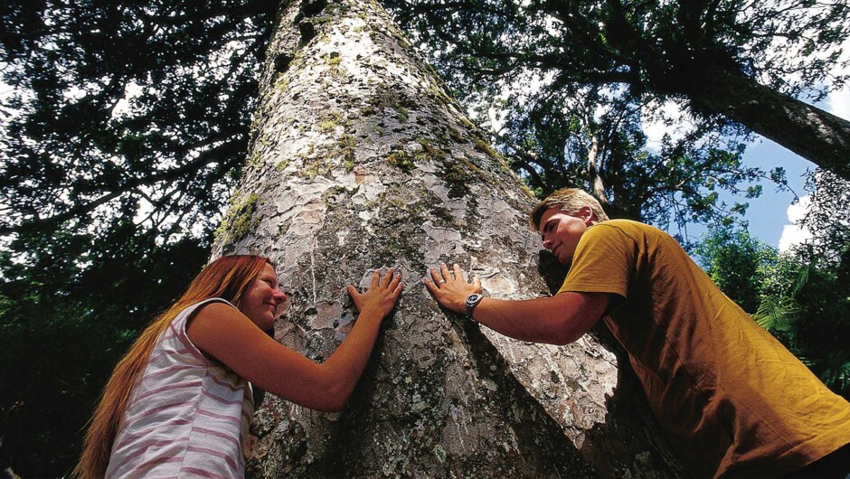 Come with us and discover the real Coromandel while we share the story of the Coromandel Kauri forests.