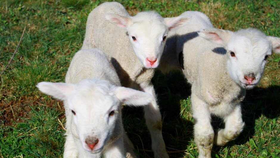 Lamb feeding in Spring